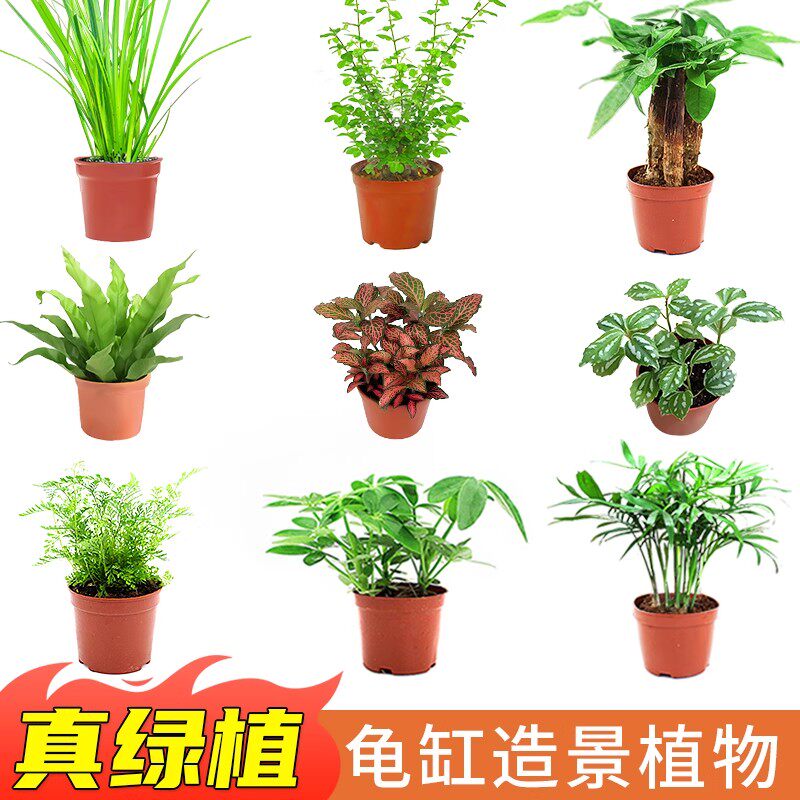 易养活真绿植两栖缸造景真绿植图片