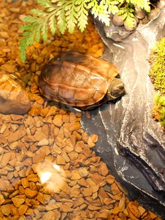 木纹石鱼缸装 饰底砂龟缸造景沙子水族箱铺底石头子草缸鹅卵石摆件