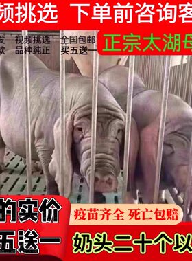 纯原种太湖母猪苏太母猪大白长白二元小母猪黑公猪仔活苗活体包邮