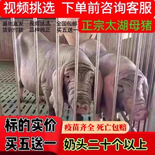 纯原种太湖母猪苏太母猪大白长白二元小母猪黑公猪仔活苗活体包邮