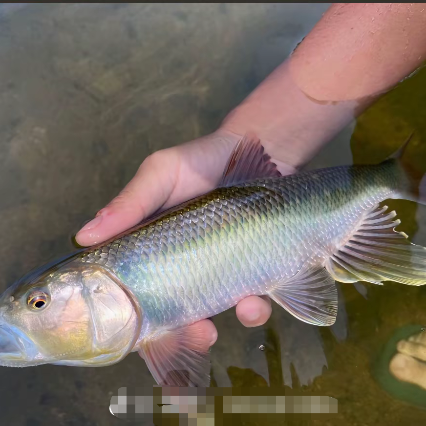 马口鱲观赏鱼活体原生冷水鱼淡水溪哥桃花鱼凶猛鱼溪流缸大彩马口