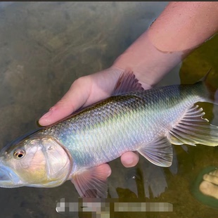 马口鱲观赏鱼活体原生冷水鱼淡水溪哥桃花鱼凶猛鱼溪流缸大彩马口