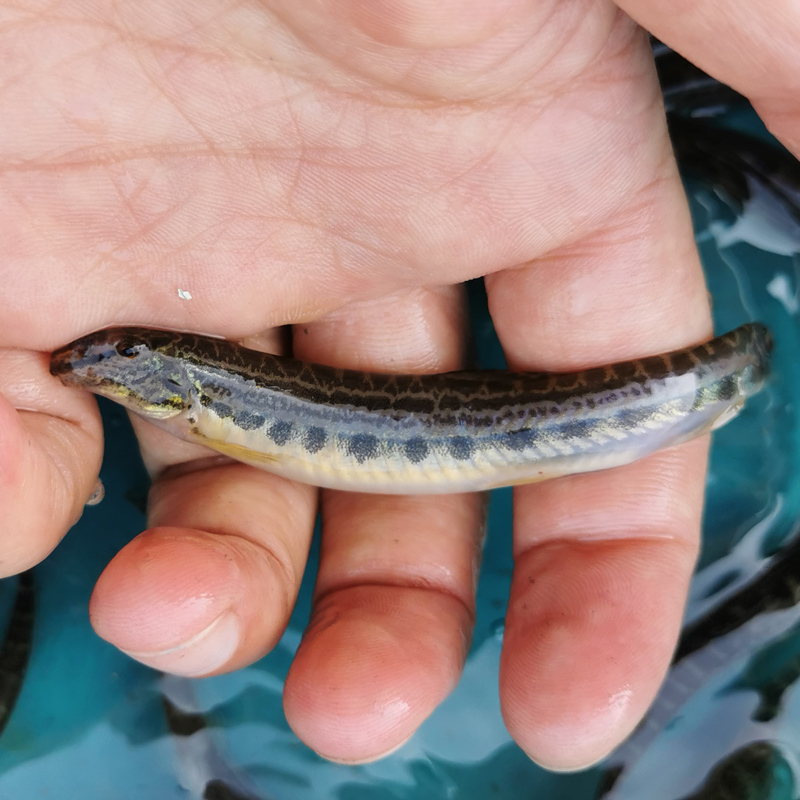 中华花鳅泥鳅观赏鱼清道夫翻砂