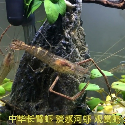 中华长臂虾淡水河虾观赏虾大眼贼