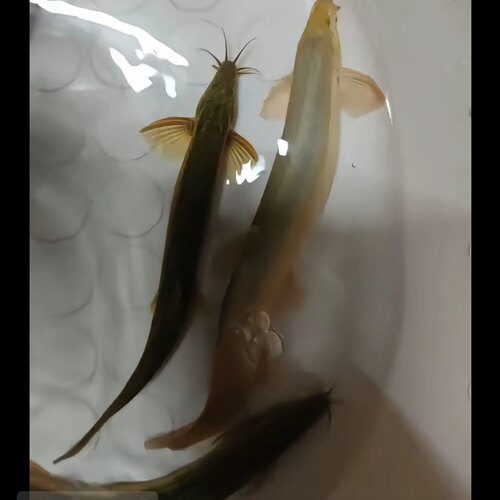 野采原生泥鳅堕龙观赏鱼鲜活宠物