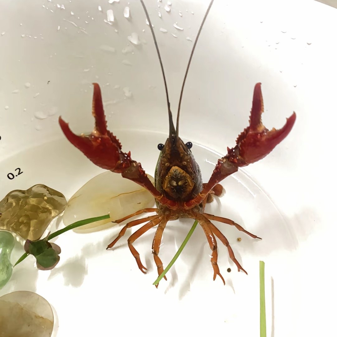 淡水小龙虾活体除藻观赏宠物虾
