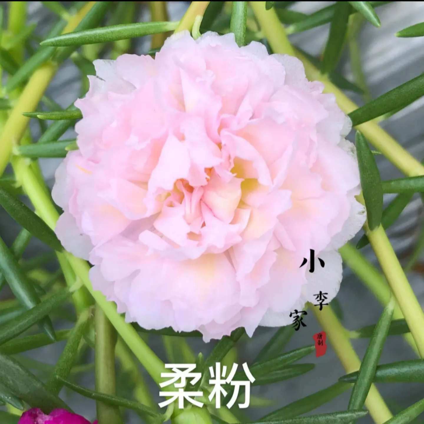 大花混色太阳花老桩多色太阳花老桩重瓣太阳花苗易活室内外观花卉图片