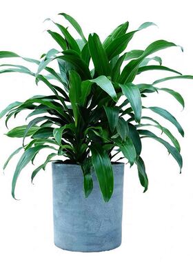 卉春 也门铁盆栽植物 办公室 客厅 室内大型 吸甲醛 净Z化空气绿