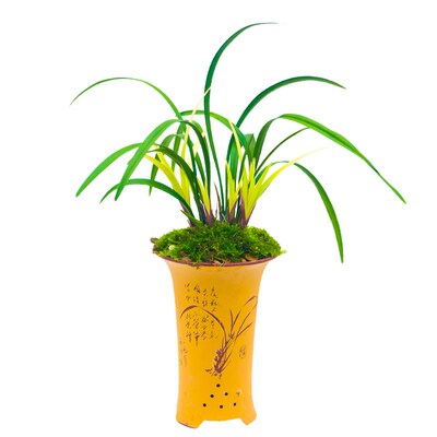 【市长红】兰f花苗建兰名贵盆栽花卉植物四季兰室内兰草国兰浓香