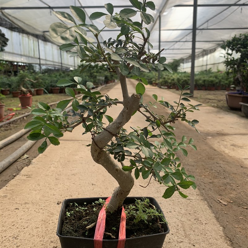 对节白蜡盆i栽 对接白腊盆景绿植造型 实拍