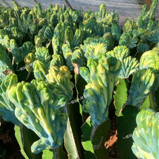 【龙神木缀化锦】稀有多肉植v物仙人掌科阳台室内净化空气盆栽绿