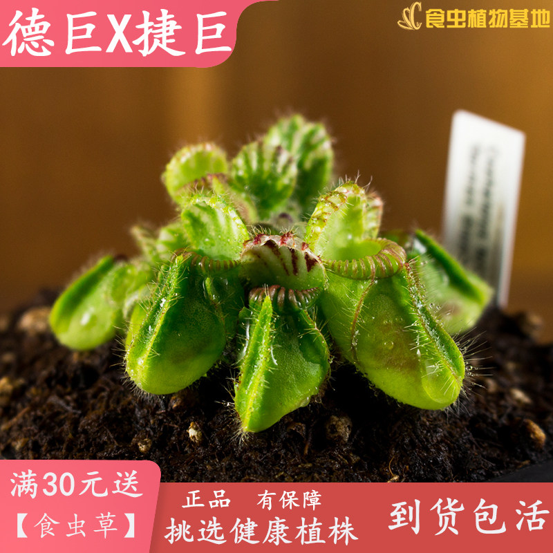 德国巨人X捷克巨人土q瓶草【食虫植物陆缸微景盆栽捕虫草造景观】,鲜花速递/花卉仿真/绿植园艺,绿植,淘宝优惠券,粉丝福利购,淘宝优惠卷