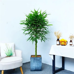 佛肚竹盆栽竹子罗汉竹黄金u竹盆景室内外阳台大型植物净化空气绿