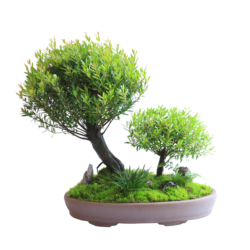 小叶赤楠创意组合紫砂盆景四季常青客厅茶室M造型盆栽室内净化空