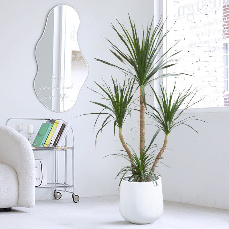 黑珍珠龙血树盆栽室内客厅大型绿A植乔迁送礼办公室净化空气龙须