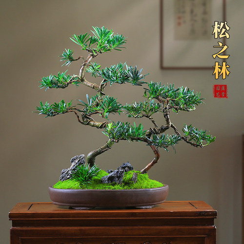 罗汉松丛c林造型盆景庭院室内绿植四季常青观叶老桩盆栽好养易活