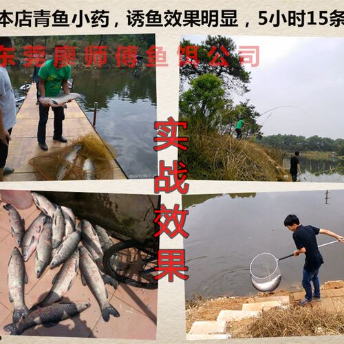 钓青鱼小药青鱼饵料m添加剂杀手赛道战青颗粒窝料黑坑水库诱鱼诱