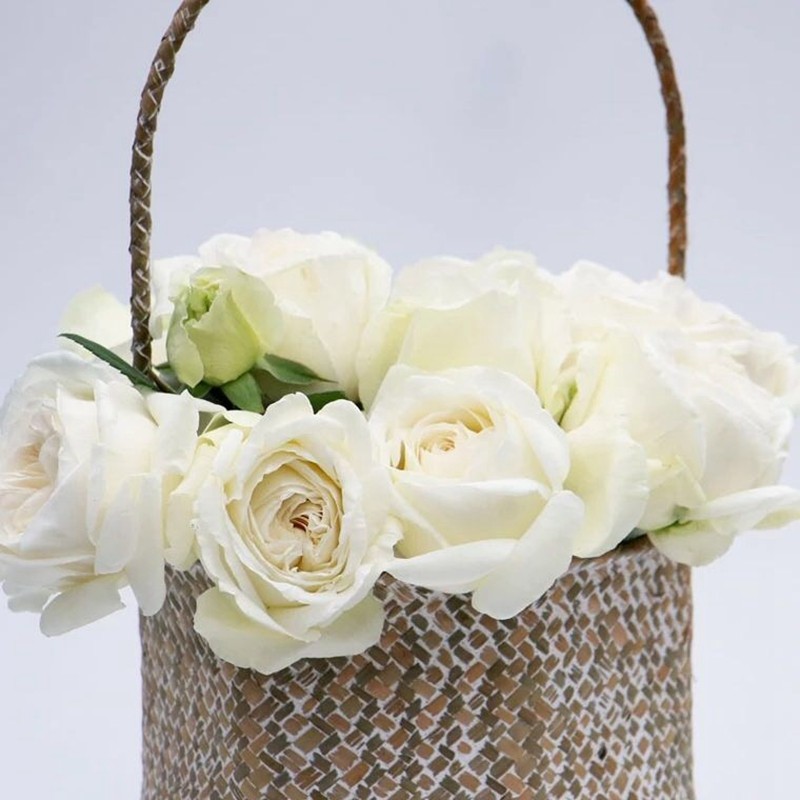 伊芙婚礼之路浓香l月季花苗多季开大花纯白色玫瑰盆栽阳台观花植