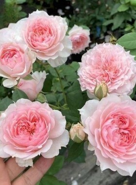 超新品莫妮c卡戴维法国玫瑰月季花苗庭院强香勤花四季植物耐寒花