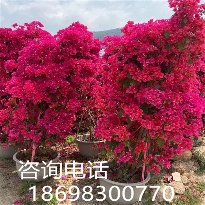 三角梅盆景 四季开花同安u红三角梅 勒杜鹃大苗粉色三角梅水红色