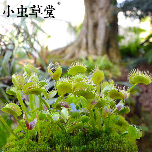 长柄捕蝇草d奇花异草大型盆栽绿植食人花野蛮植物食肉植物食虫植