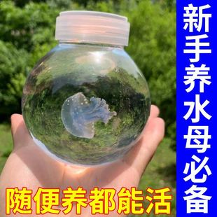 赤月海月水母海盐水母海盐海水鱼海盐鱼缸盐开缸盐换水专用进口盐