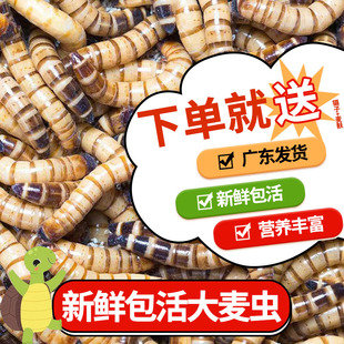 宠物黄粉虫八哥金龙鱼面包虫活体饲料守宫大麦虫虫子包邮画眉鸟食
