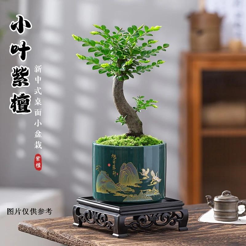 小叶紫檀盆栽树苗老桩植物室内花四季好养客厅办公室Y桌面绿植摆