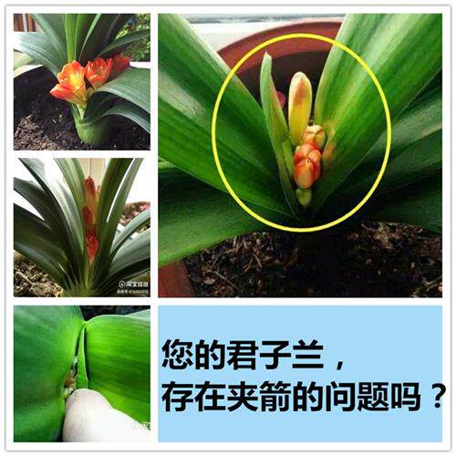 君子兰夹箭灵促箭剂快速拔剑剂通用型夹剑液促开花专用肥营养液