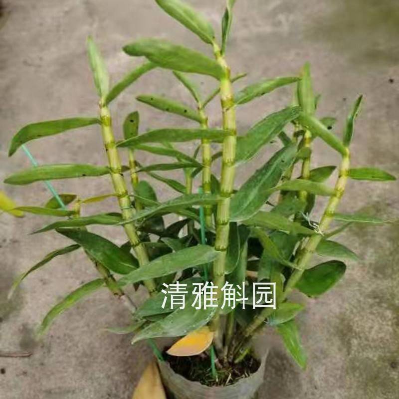 红火鸟春石斛苗 桌面红花石斛花卉绿植盆栽