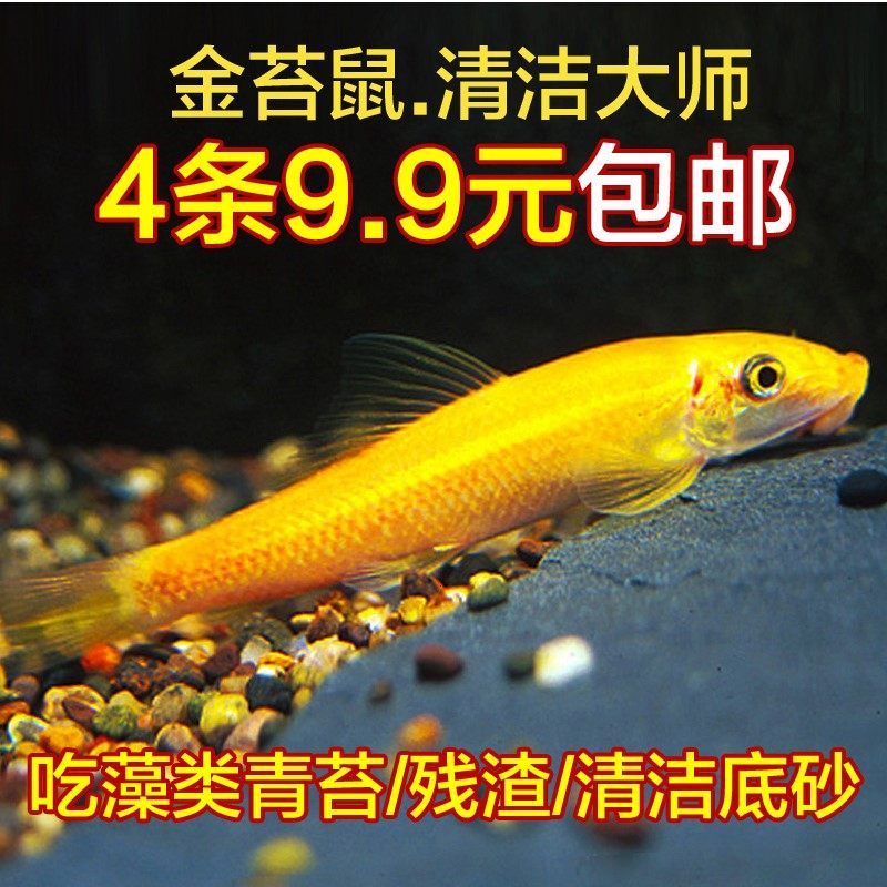 清道夫活体冷水鱼缸清洁鱼吃屎藻类垃圾残余饲料养的观赏鱼