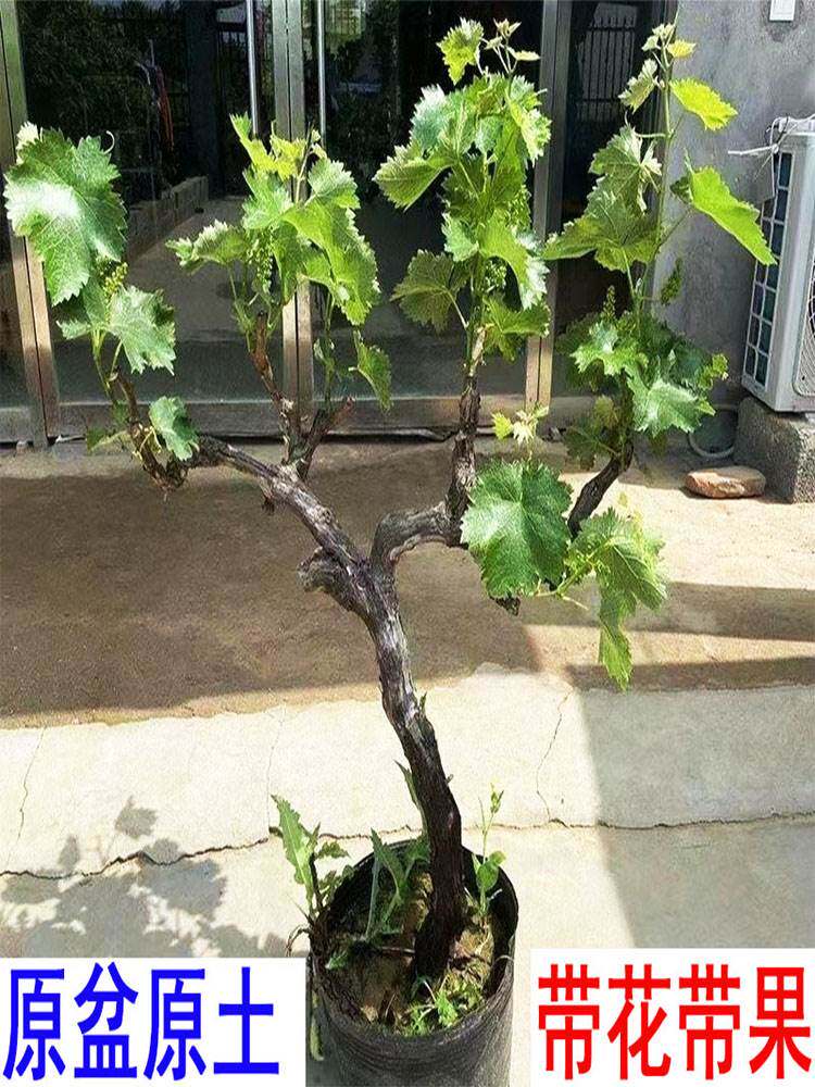 带花带果原盆原土巨峰妮娜皇后水晶葡萄苗矮化葡萄树苗盆栽果树苗
