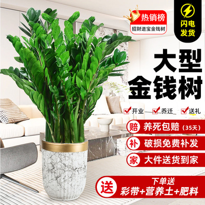 【开业乔迁居家】招财旺宅金钱树