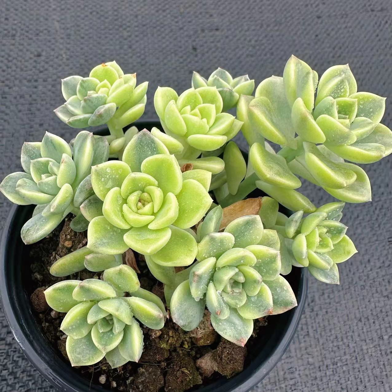 慢悠花房粉布偶锦精品多肉办公室阳台绿植园艺盆栽花卉庭院多肉
