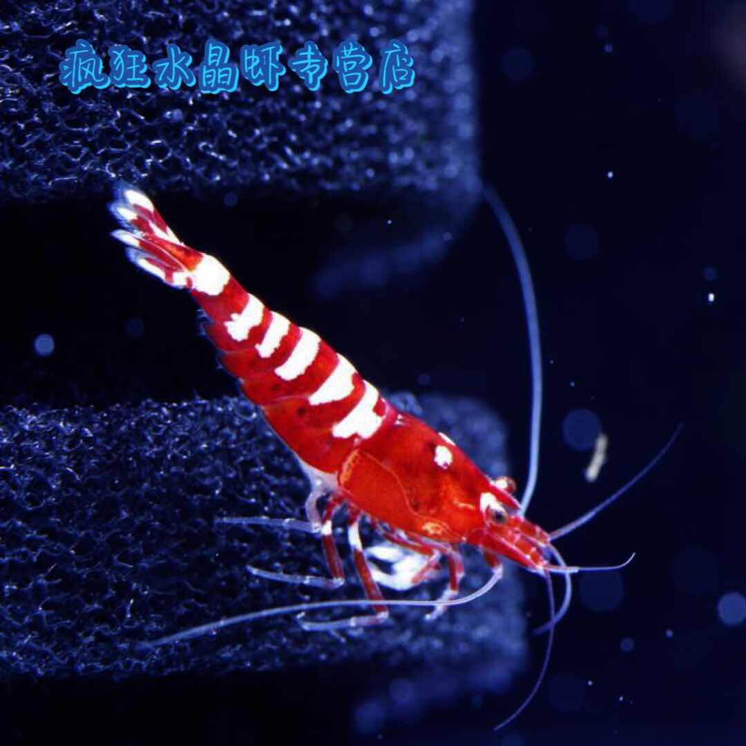德系Pinto红斑马水晶虾 斑马型德系虾  斑马水晶虾银河鱼骨基因虾