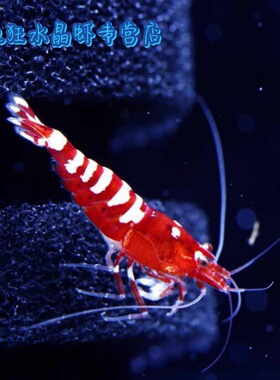 德系Pinto红斑马水晶虾 斑马型德系虾  斑马水晶虾银河鱼骨基因虾
