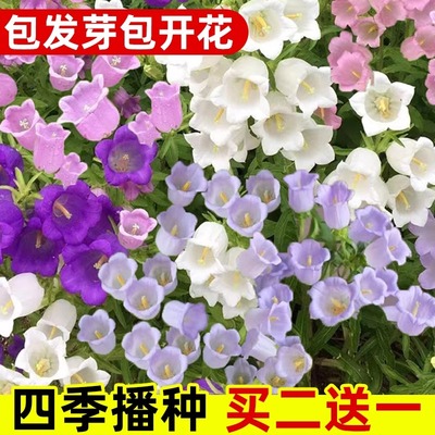 风铃草花种子四季播种开花杯状铃铛喇叭花种子室内阳台盆栽花种籽