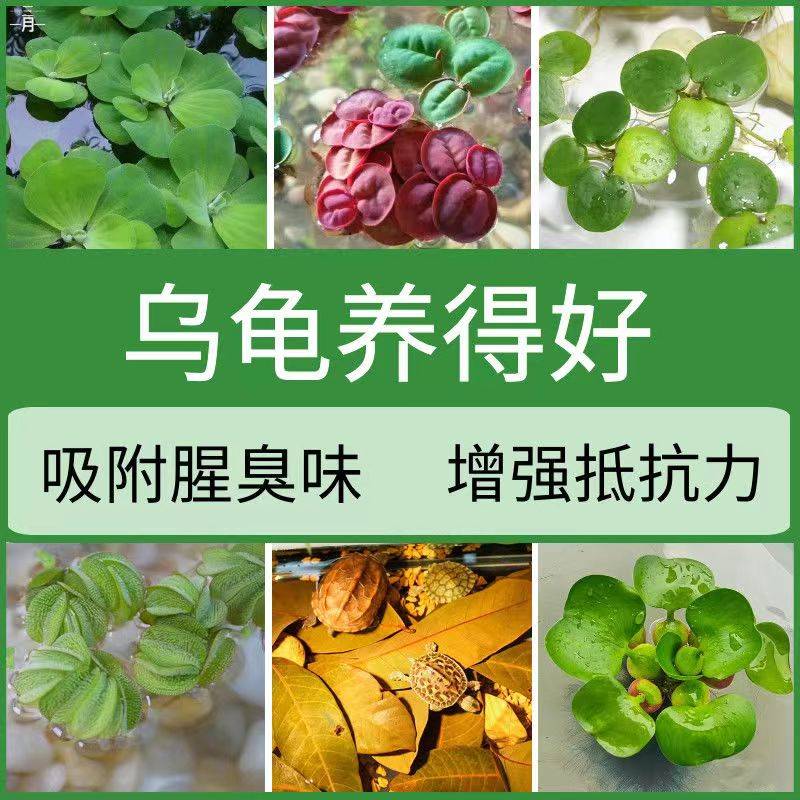 养龟专用缸生态草植物造