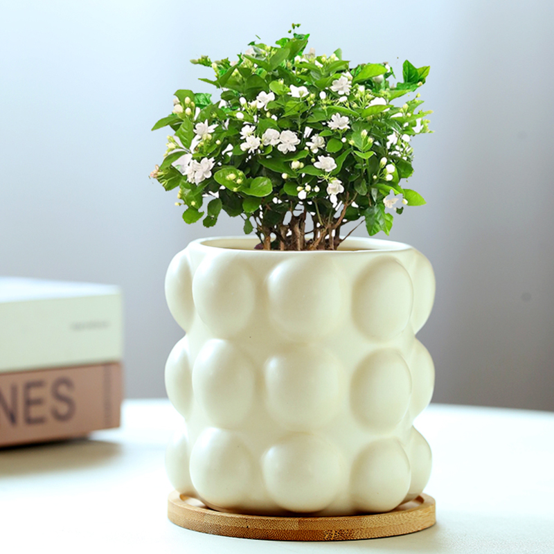 月季花苗多肉开植物大号