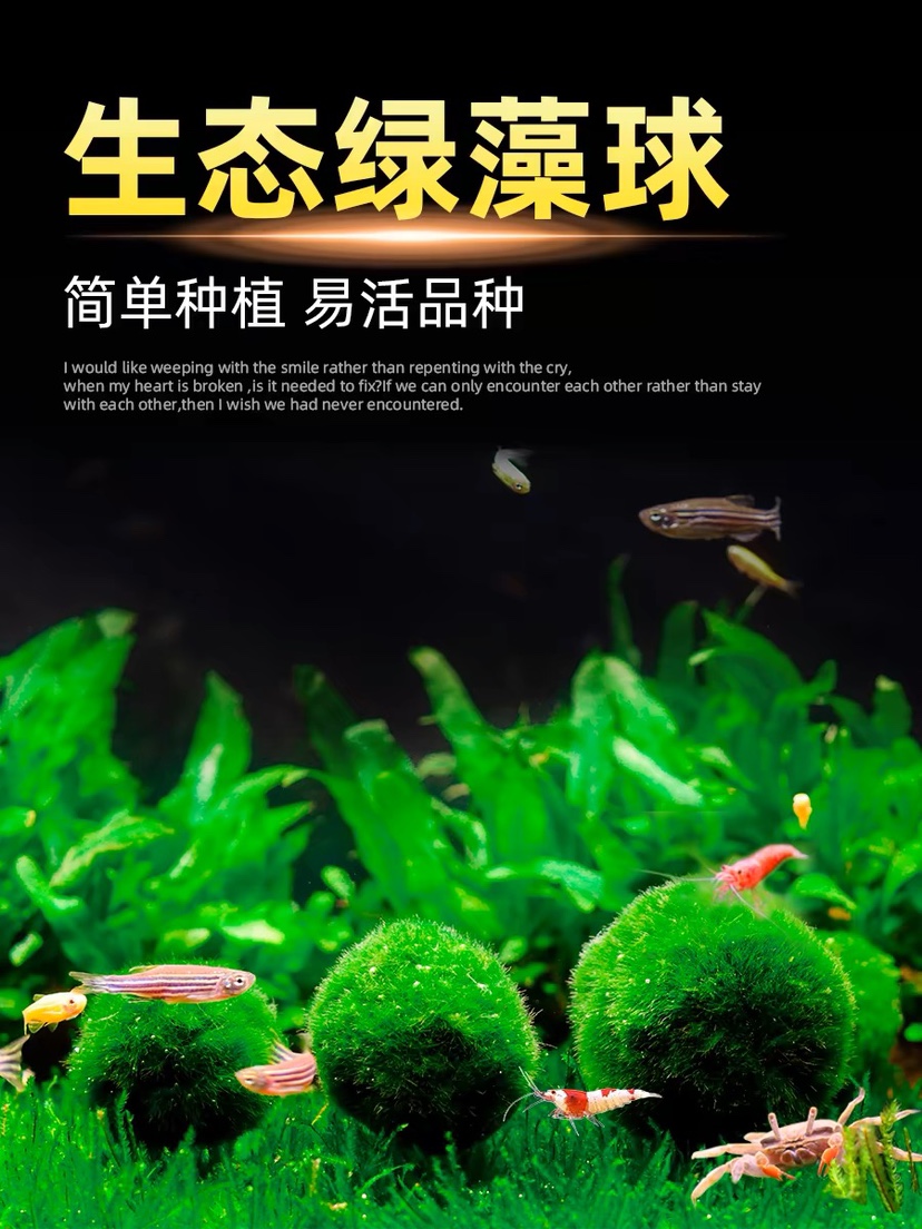 水族箱鱼缸造景观赏活体真水草生态球绿藻球生态瓶海藻球水藻球