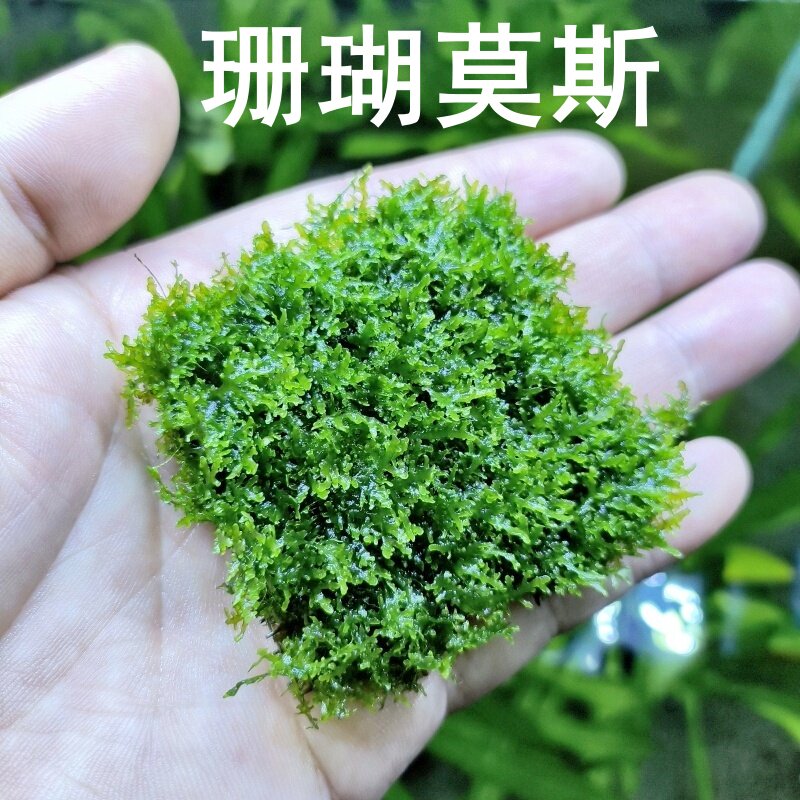 广州速发高品质珊瑚莫斯水草鱼缸草缸沉木石头造景阴性森林景苔藓