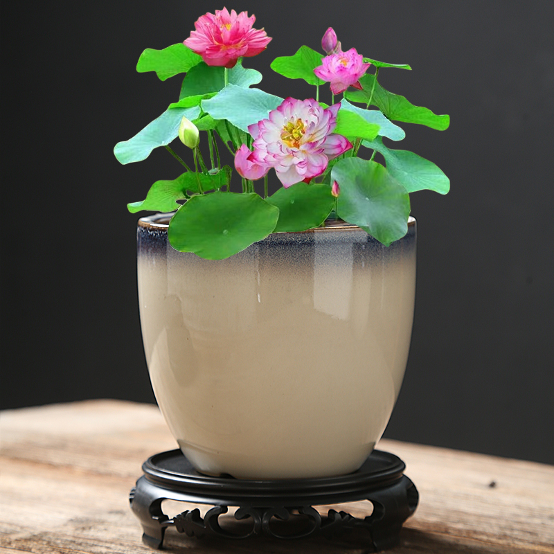 碗莲专用水培花盆家大小