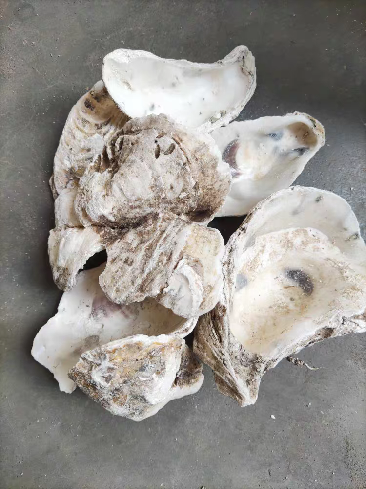 蚝壳滤材鱼缸锦鲤池过滤材料牡蛎壳鱼池降PH值火烧生蚝壳养鱼用品,标准件/零部件/工业耗材,输送带/传送带,淘宝优惠券,粉丝福利购,淘宝优惠卷