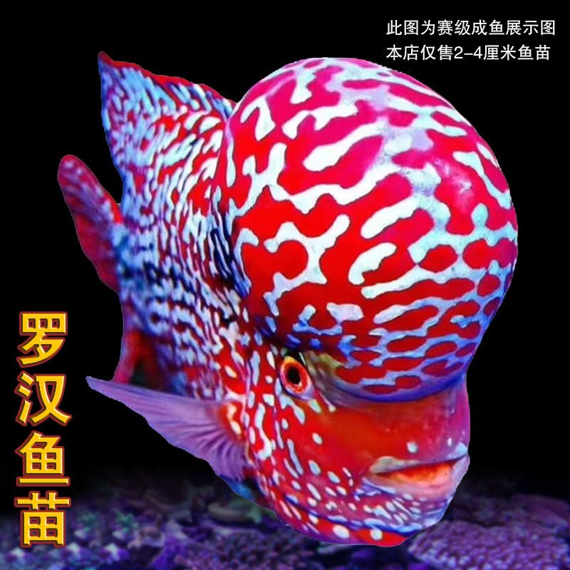 罗汉鱼苗观赏好养耐活热