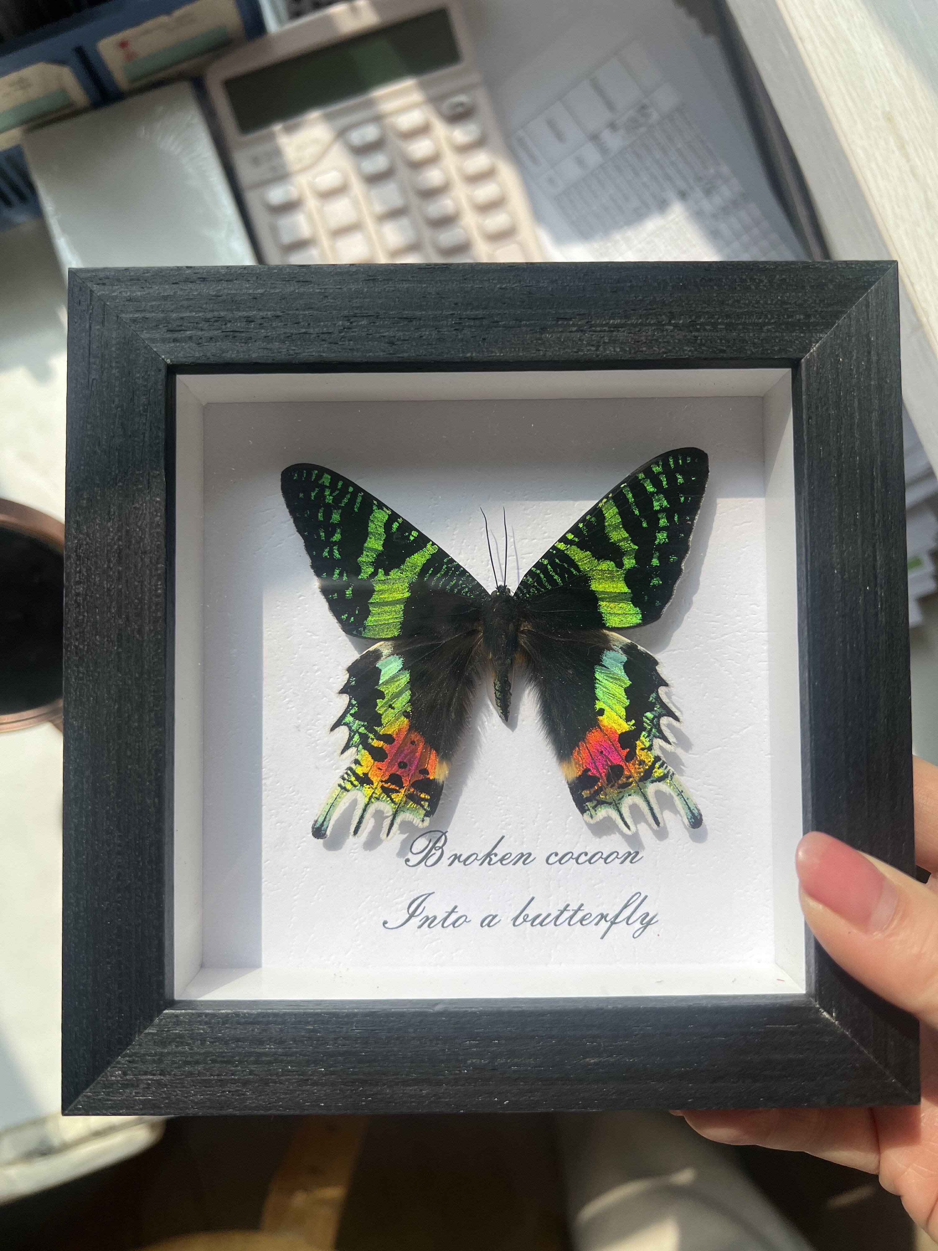 新款正五寸真蝴蝶标本相框摆件装饰画课桌摆件生日礼物幼儿园科普