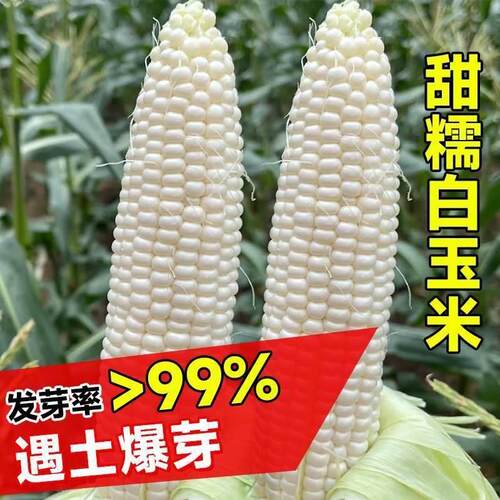 白甜糯米玉米种籽杂交正品水果蔬菜草莓黑彩糯玉米种子孑四季播种