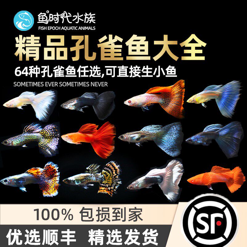 孔雀鱼小型热带观赏鱼纯种精品鱼孕母种鱼活体练手淡水草缸缎带鱼
