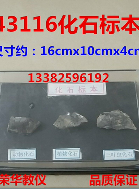 化石标本 J43116 初高中生物实验仪器 中学实验器材教学仪器