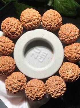 金刚普提原籽印尼大菩子
