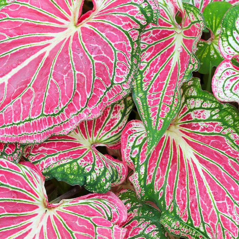 彩叶芋竹芋泰国美人白色恋人花草莓之心红酒飞溅夏日微风客厅观叶